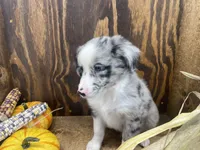 Bruce, a male Miniature Australian Shepherd for sale in Bremen, IN – 4 of 5