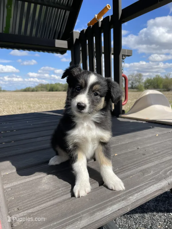 Bruno – Miniature Australian Shepherd puppy for sale in Bremen, IN