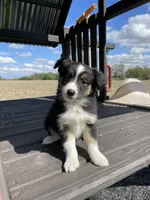 Bruno, a male Miniature Australian Shepherd for sale in Bremen, IN – 1 of 4