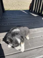 Bruno, a male Miniature Australian Shepherd for sale in Bremen, IN – 3 of 4