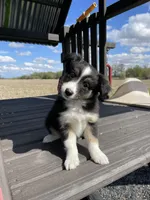 Bruno, a male Miniature Australian Shepherd for sale in Bremen, IN – 2 of 4