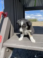 Bruno, a male Miniature Australian Shepherd for sale in Bremen, IN – 4 of 4