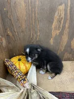 Tiny, a female Miniature Australian Shepherd for sale in Bremen, IN – 3 of 5