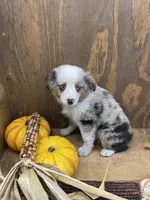 Bruce, a male Miniature Australian Shepherd for sale in Bremen, IN – 6 of 6