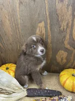 Pepper, a female Miniature Australian Shepherd for sale in Bremen, IN – 5 of 5