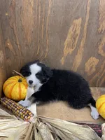 Rascal, a male Miniature Australian Shepherd for sale in Bremen, IN – 2 of 5