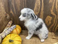 Brindly, a female Miniature Australian Shepherd for sale in Bremen, IN – 2 of 6