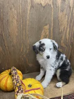 Milo, a female Miniature Australian Shepherd for sale in Bremen, IN – 3 of 5