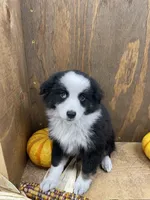 Rascal, a male Miniature Australian Shepherd for sale in Bremen, IN – 4 of 5