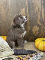 Pepper, a female Miniature Australian Shepherd for sale in Bremen, IN – 4 of 5