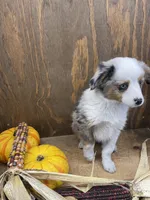Bruce, a male Miniature Australian Shepherd for sale in Bremen, IN – 5 of 6