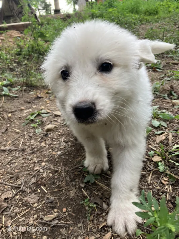 Connie – Great Pyrenees puppy for sale in Stephens City, VA