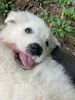 Honey, a female Great Pyrenees for sale in Stephens City, VA – 2 of 6