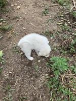 Honey, a female Great Pyrenees for sale in Stephens City, VA – 5 of 6