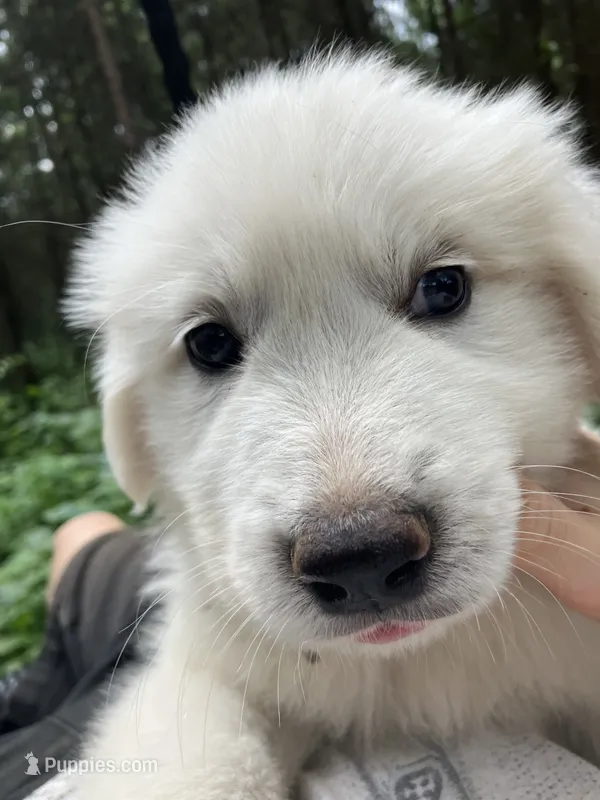 Eddie – Great Pyrenees puppy for sale in Stephens City, VA