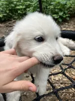 Eddie, a male Great Pyrenees for sale in Stephens City, VA – 2 of 4