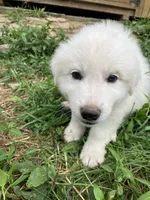 Honey, a female Great Pyrenees for sale in Stephens City, VA – 4 of 6