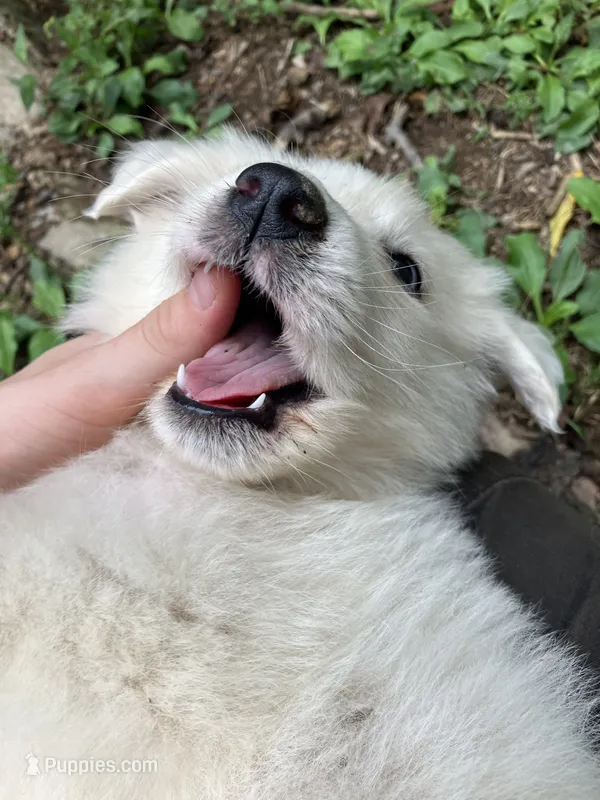 Honey – Great Pyrenees puppy for sale in Stephens City, VA