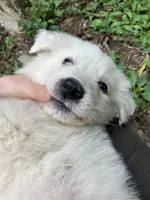 Honey, a female Great Pyrenees for sale in Stephens City, VA – 6 of 6