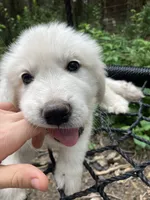 Eddie, a male Great Pyrenees for sale in Stephens City, VA – 3 of 4