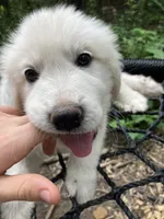 Eddie, a male Great Pyrenees for sale in Stephens City, VA – 4 of 4