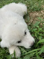 Honey, a female Great Pyrenees for sale in Stephens City, VA – 3 of 6