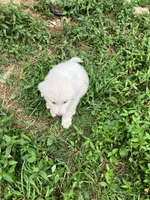 Connie, a female Great Pyrenees for sale in Stephens City, VA – 2 of 2