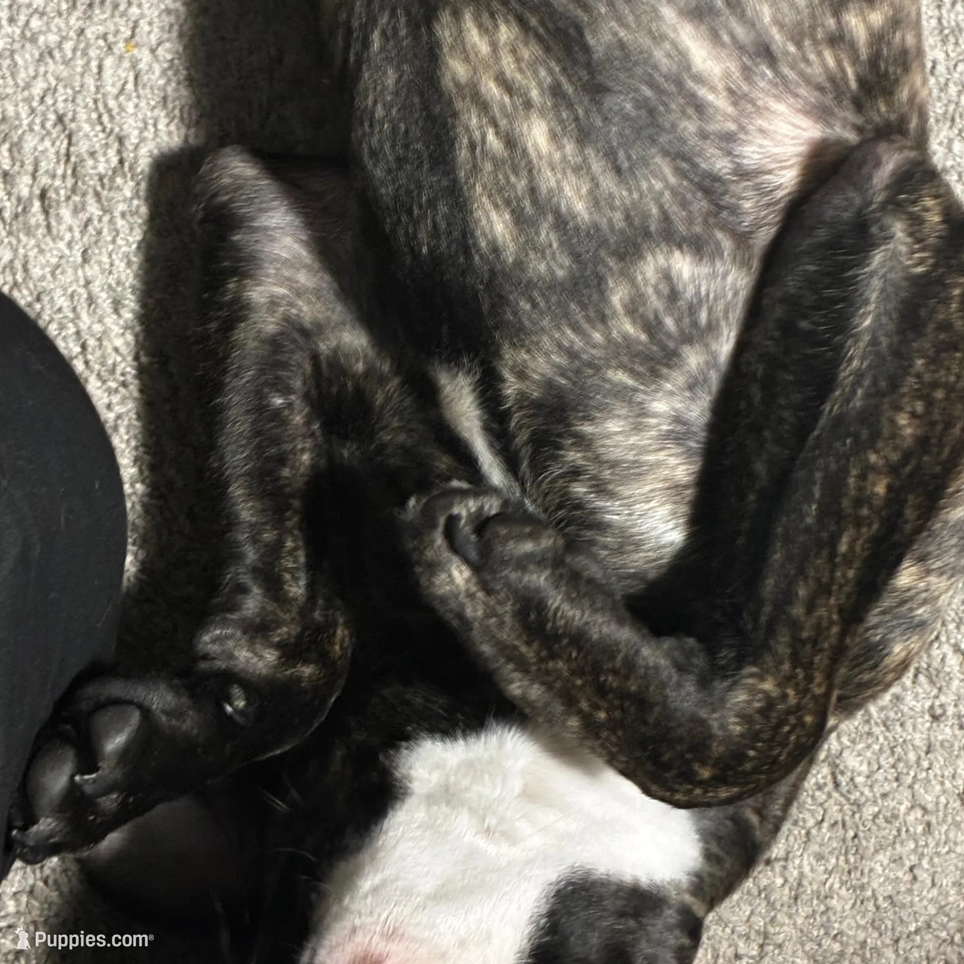 Sparkie, a male American Pit Bull Terrier for sale in Statesville, NC – Photo 4 of 6