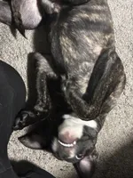 Sparkie, a male American Pit Bull Terrier for sale in Statesville, NC – Photo 5 of 6