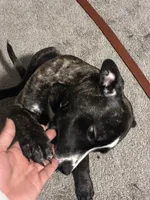 Sparkie, a male American Pit Bull Terrier for sale in Statesville, NC – Photo 3 of 6