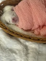 Aurora, a female Maltese for sale in Charleston, WV – 2 of 3