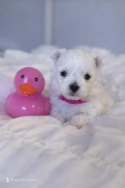 Aurora – Maltese puppy on hold in Charleston, WV