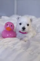 Aurora, a female Maltese for sale in Charleston, WV – 1 of 3