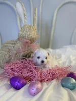 Aurora, a female Maltese for sale in Charleston, WV – 3 of 3