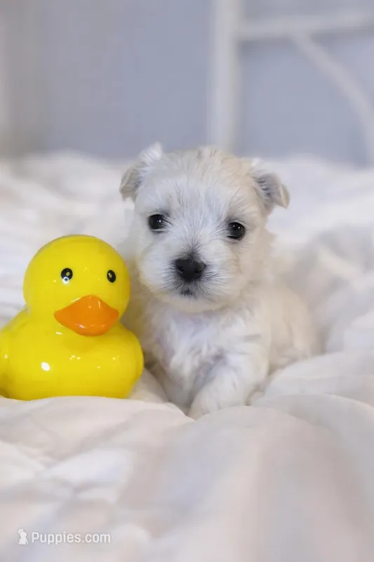 Belle – Maltese puppy on hold in Charleston, WV