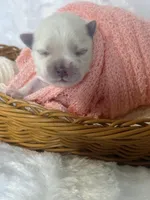 Belle, a female Maltese for sale in Charleston, WV – 2 of 3