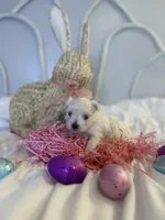 Belle, a female Maltese for sale in Charleston, WV – 3 of 3