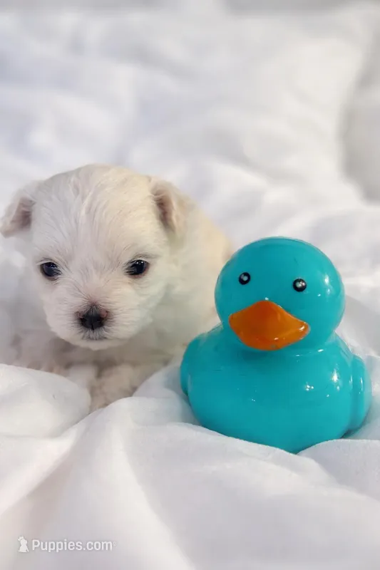 Jasmine – Maltese puppy for sale in Charleston, WV