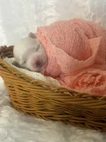 Jasmine, a female Maltese for sale in Charleston, WV – 3 of 3
