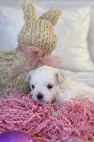 Jasmine, a female Maltese for sale in Charleston, WV – 2 of 3