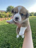 Pembroke Welsh Corgi Male Gold, a male Pembroke Welsh Corgi for sale in Green Ridge, MO – 1 of 4