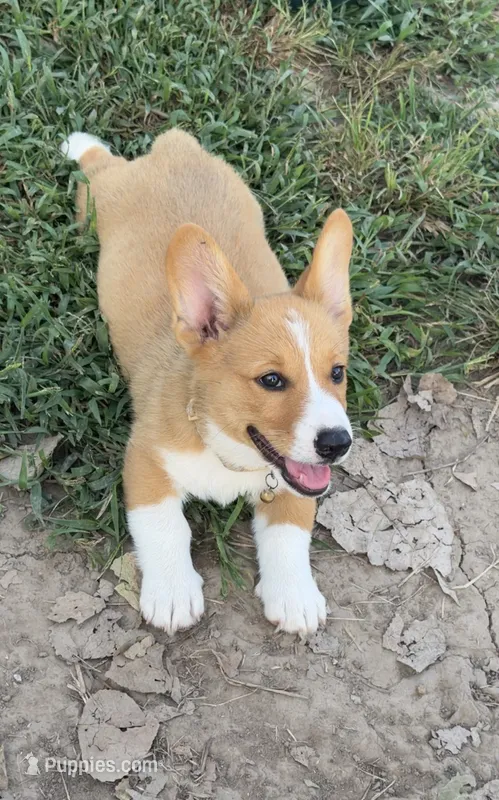 Pembroke Welsh Corgi Male Gold – Pembroke Welsh Corgi puppy for sale in Green Ridge, MO