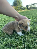 Pembroke Welsh Corgi Male Gold, a male Pembroke Welsh Corgi for sale in Green Ridge, MO – 2 of 4