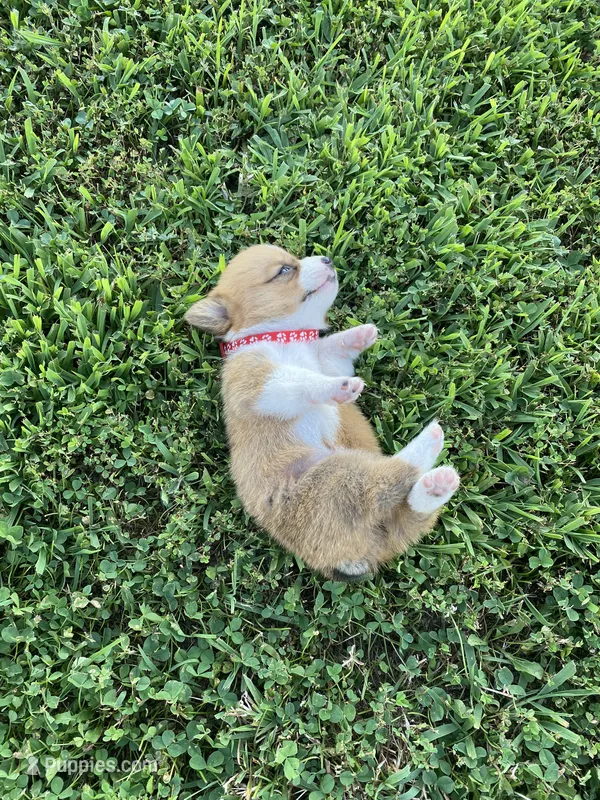 Pembroke Welsh Corgi Female Red – Pembroke Welsh Corgi puppy for sale in Sedalia, MO