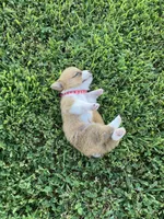 Pembroke Welsh Corgi Female Red, a female Pembroke Welsh Corgi for sale in Green Ridge, MO – 1 of 6
