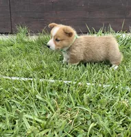 Pembroke Welsh Corgi Male White, a male Pembroke Welsh Corgi for sale in Green Ridge, MO – 2 of 4