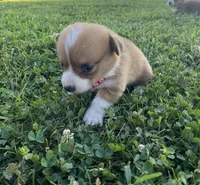 Pembroke Welsh Corgi Female Red, a female Pembroke Welsh Corgi for sale in Green Ridge, MO – 3 of 6