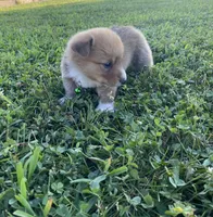 Pembroke Welsh Corgi Male Blue, a male Pembroke Welsh Corgi for sale in Green Ridge, MO – 2 of 4
