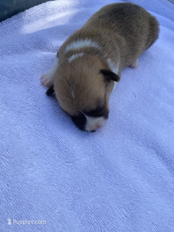 Pembroke Welsh Corgi Female Purple – Pembroke Welsh Corgi puppy for sale in Sedalia, MO