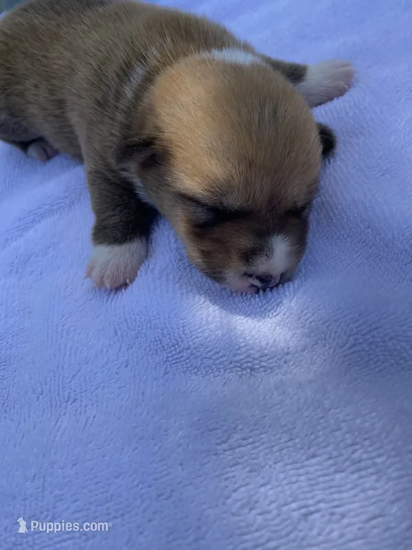 Pembroke Welsh Corgi Male Blue – Pembroke Welsh Corgi puppy for sale in Sedalia, MO